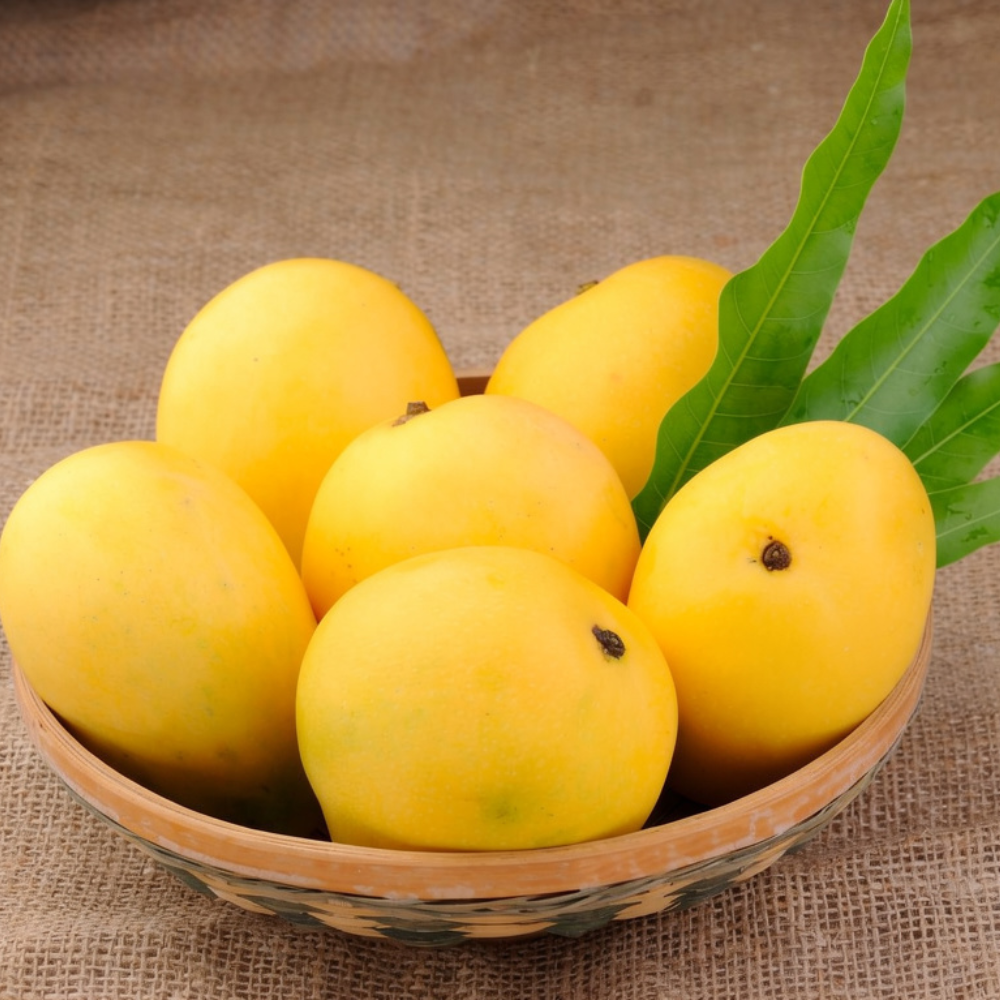 Mango Desi (دیسی آم), Export Quality (Delivery Will Start After "15 June, 2026")