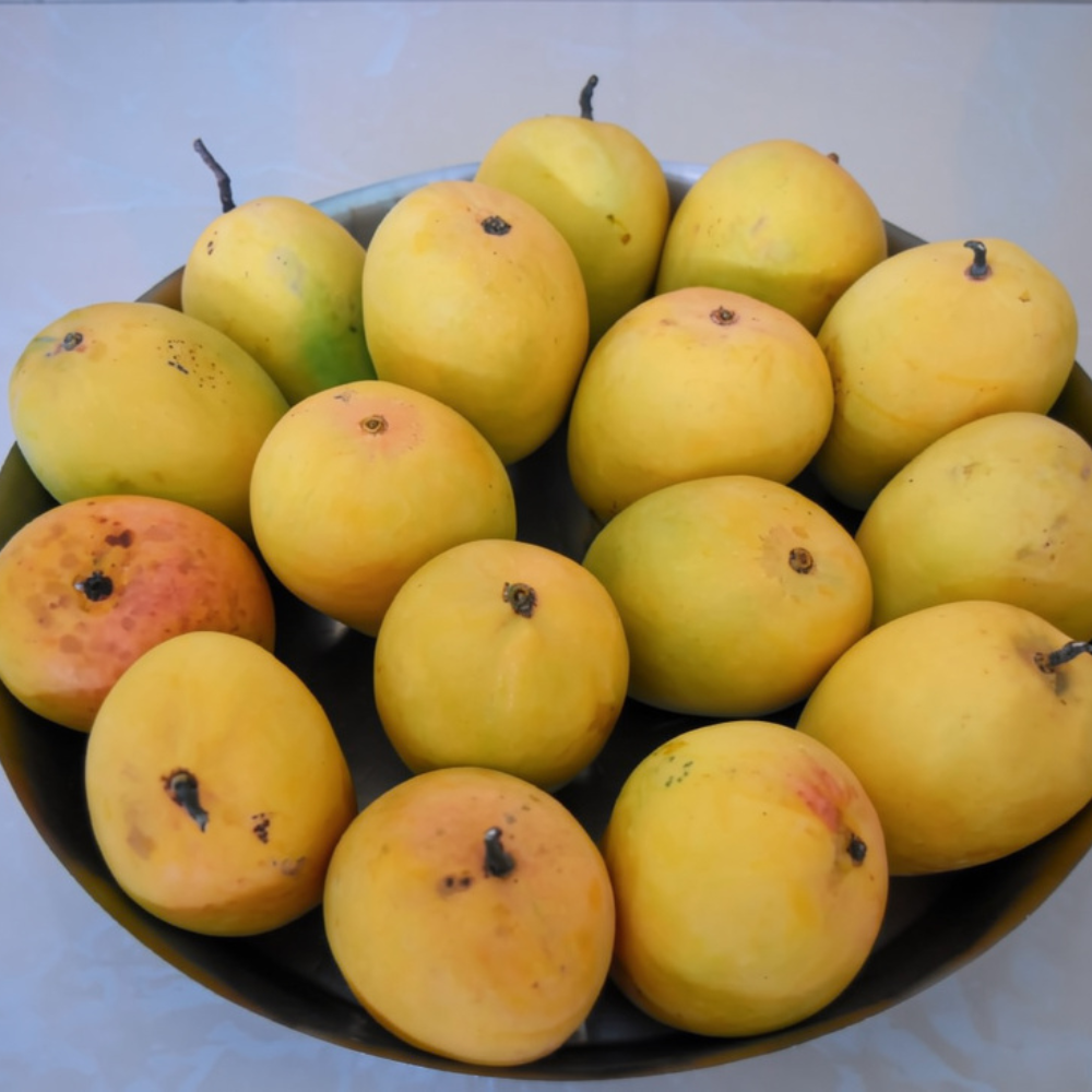 Mango Desi (دیسی آم), Export Quality (Delivery Will Start After "15 June, 2026")