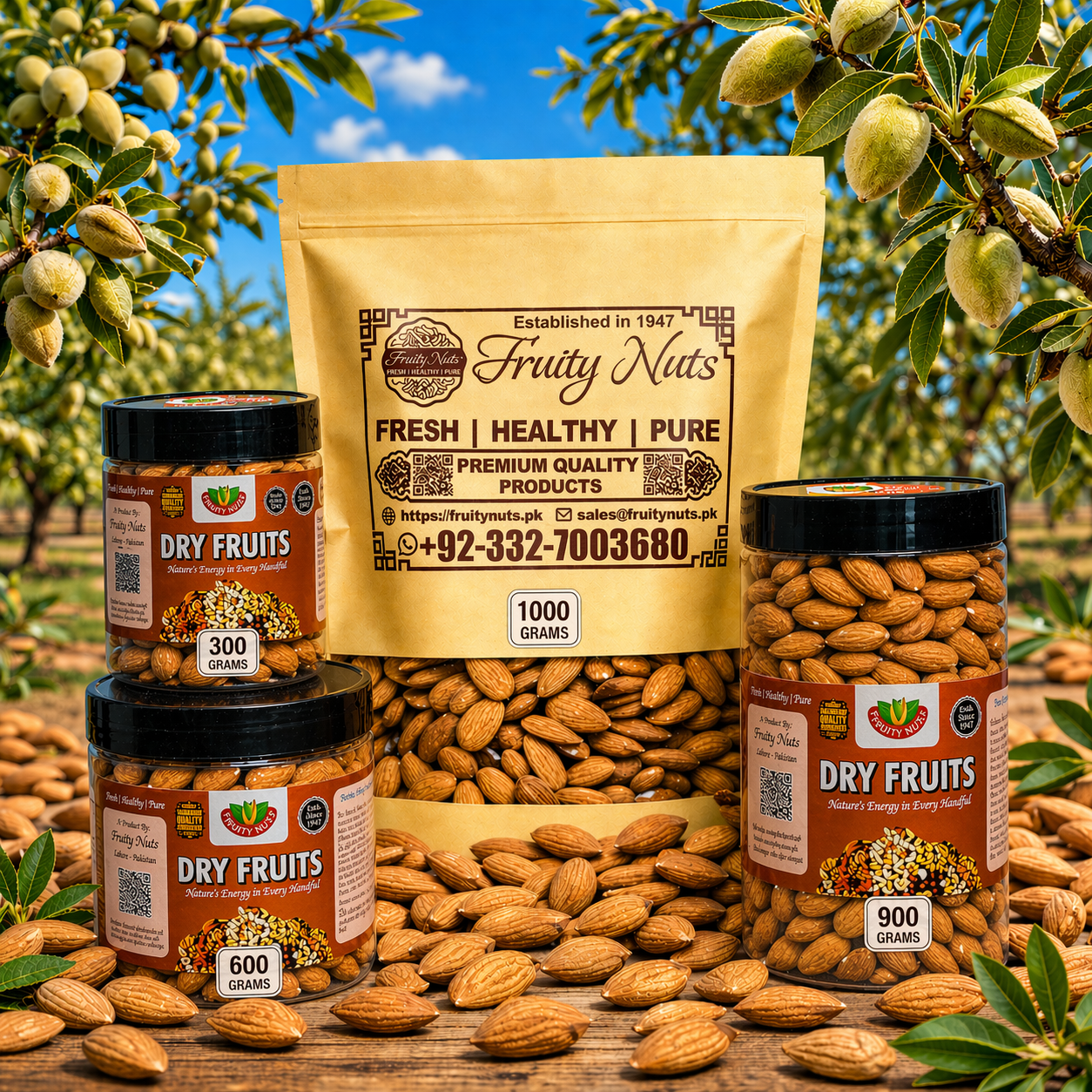 American Badam Giri (Jambo Size)