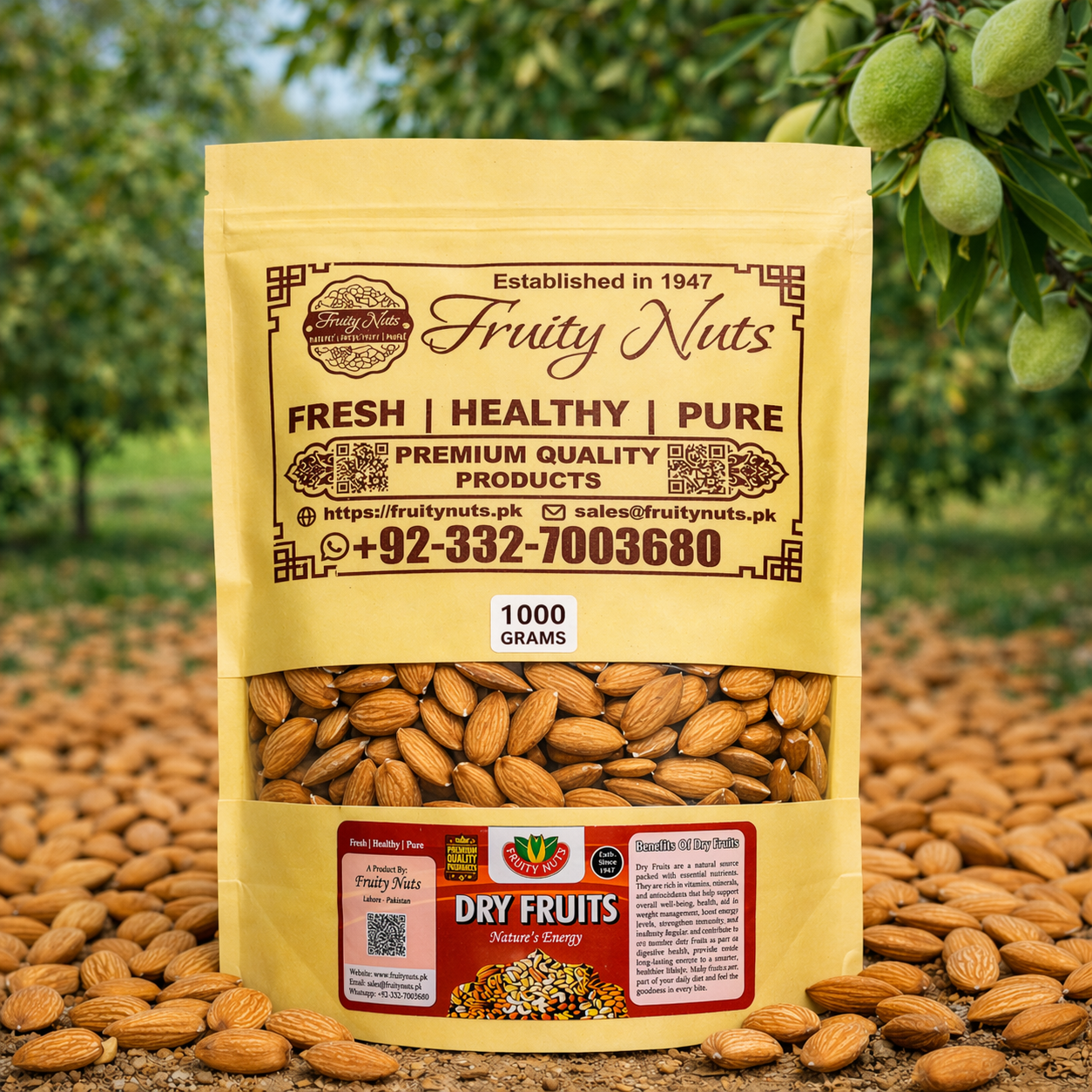American Badam Giri (Jambo Size)