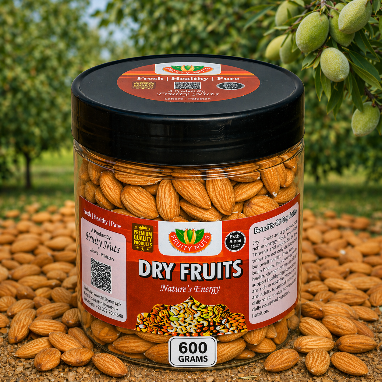 American Badam Giri (Jambo Size)