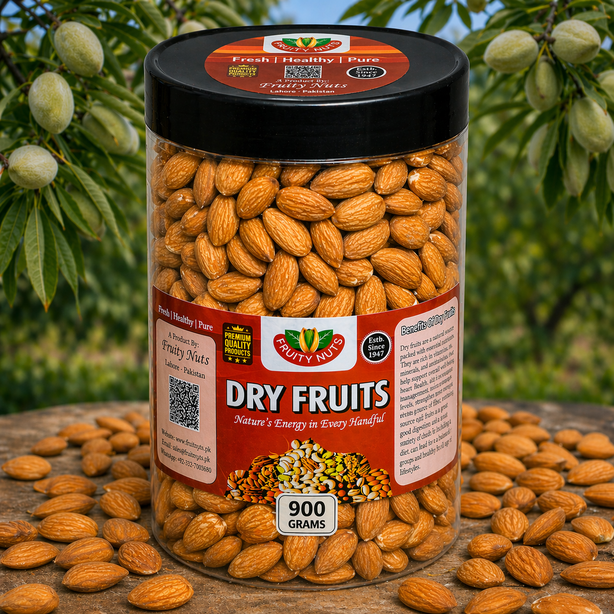 American Badam Giri (Jambo Size)