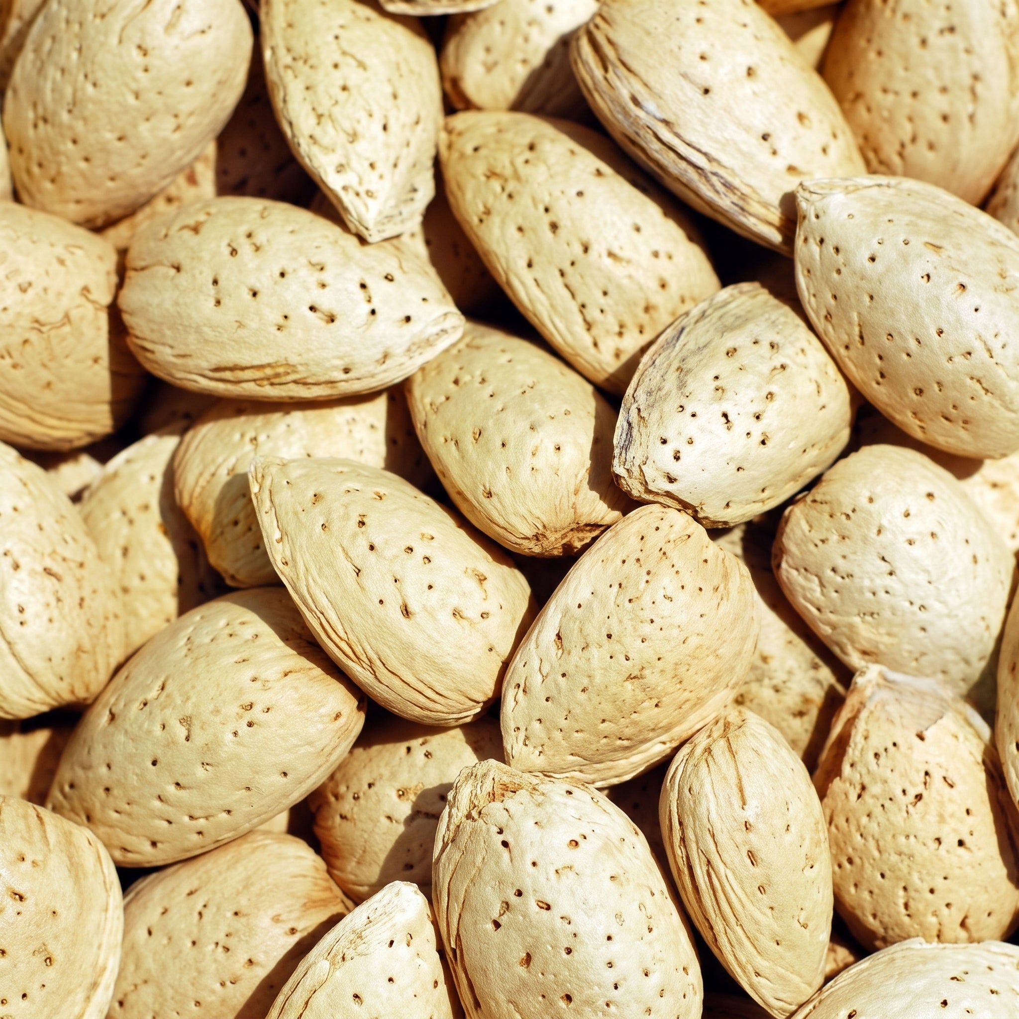 Badam Katha بادام کاٹھا