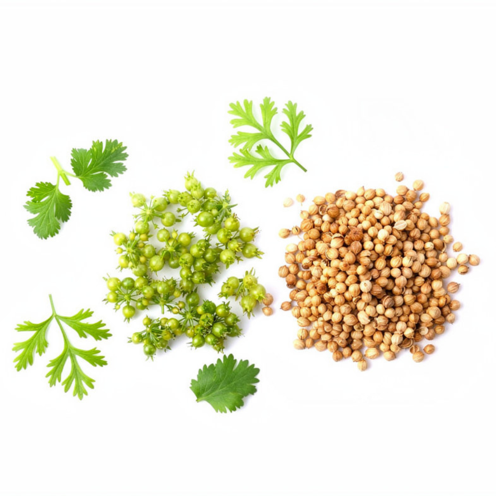 Coriander Seeds, Sukha Dhania (ثابت دھنیا)