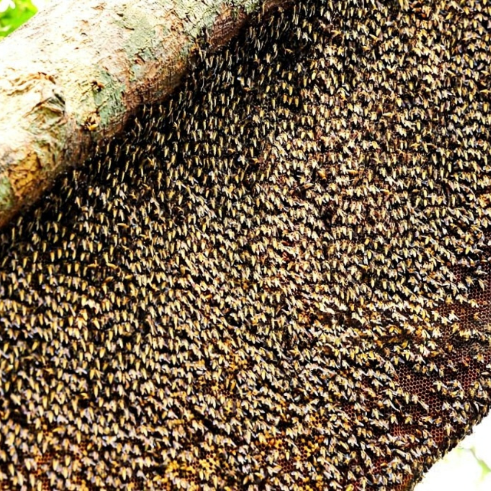 Honey Desi (Bari Makhi)
