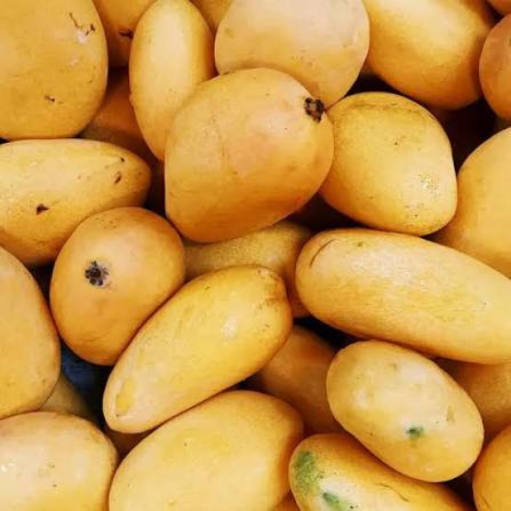 Mango Fajri Kalan (فجری)