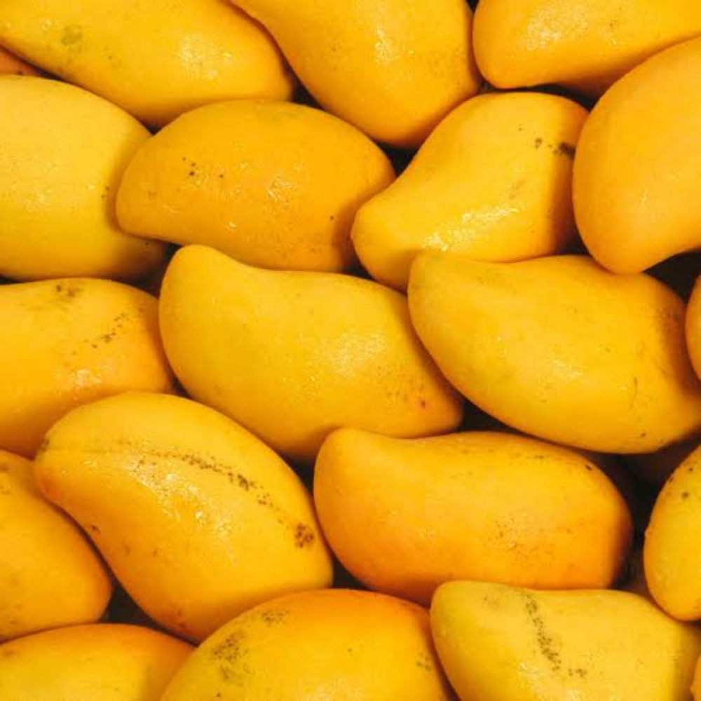 Mango Fajri Kalan (فجری)