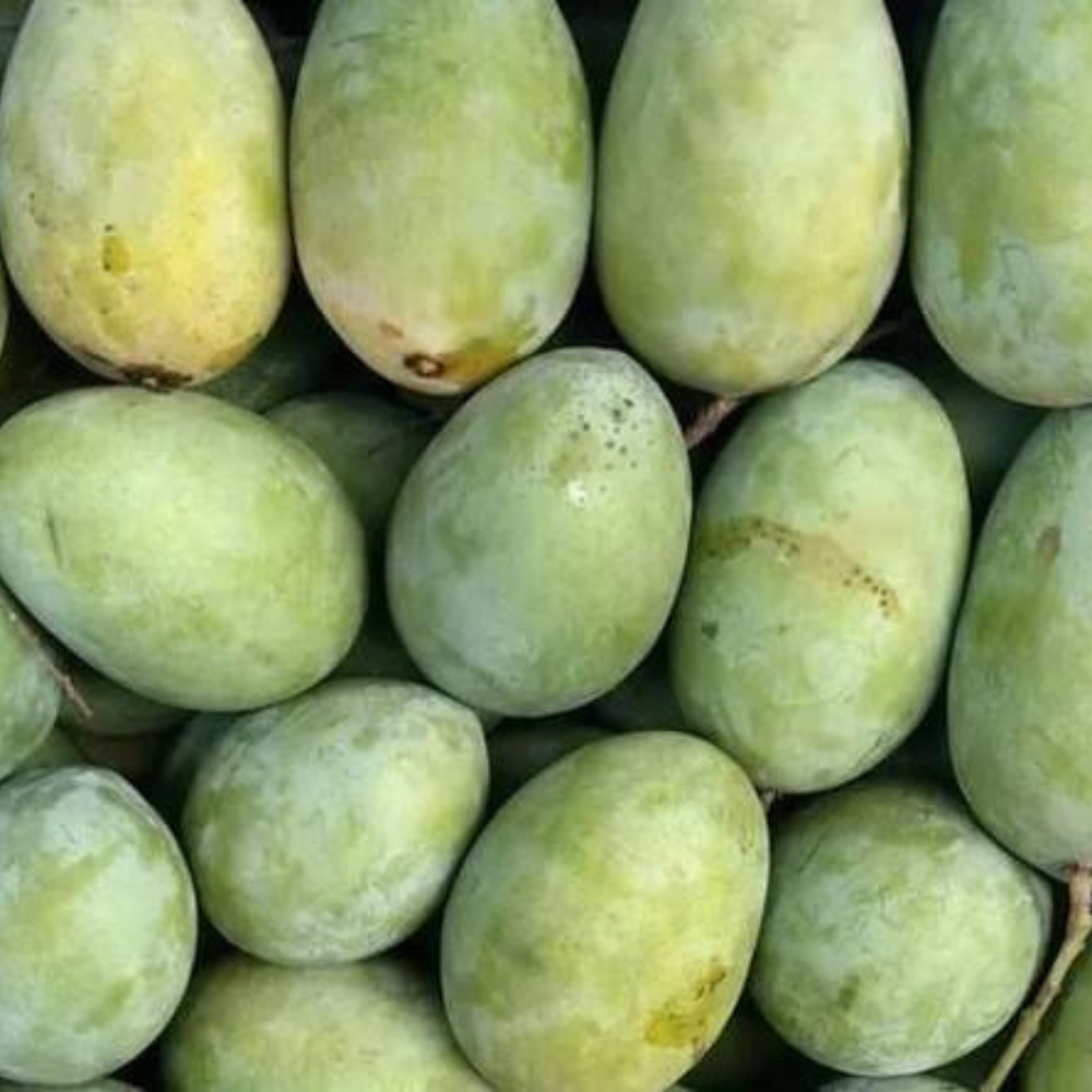 Mango Malda (مالدہ)