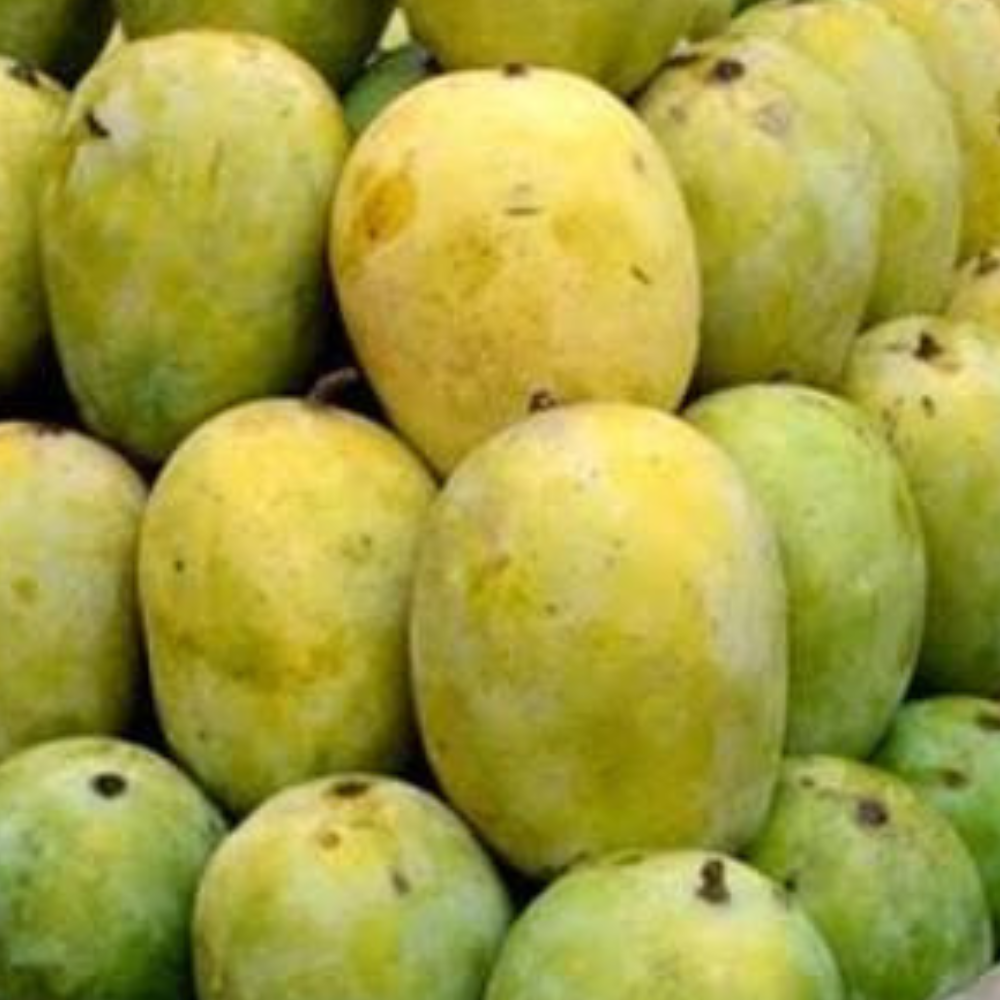 Mango Malda (مالدہ)