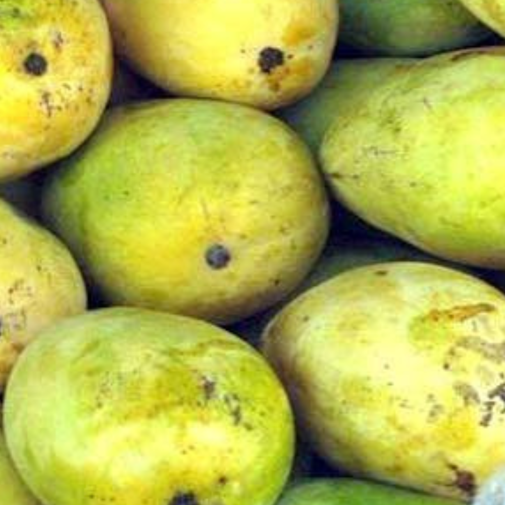 Mango Malda (مالدہ)