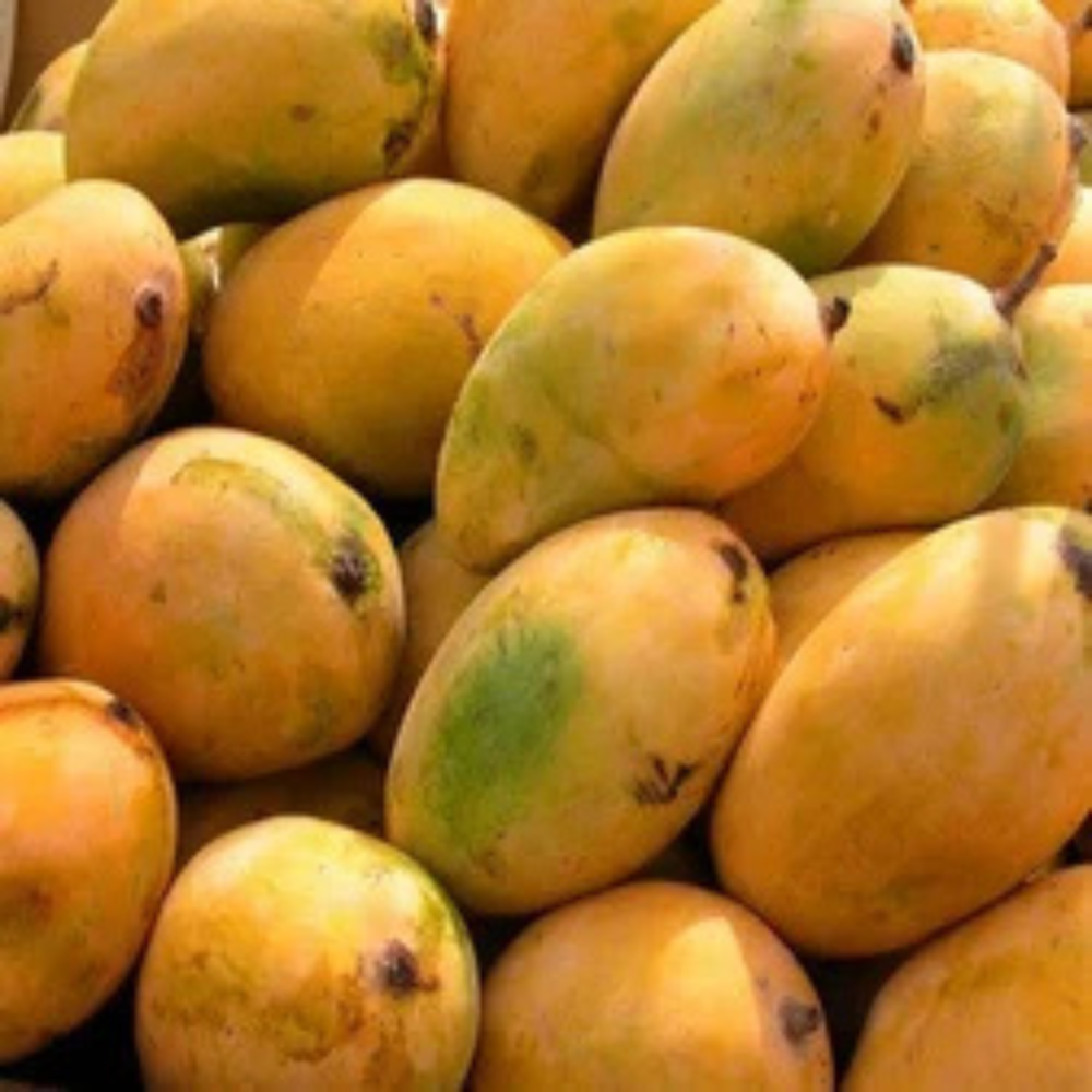 Mango Mousami Chaunsa (موسمی چونسا)