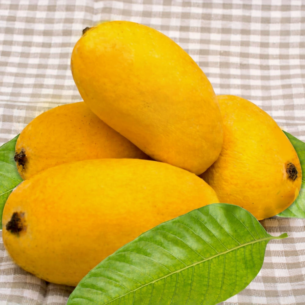 Mango Dussehri (دسہری), Export Quality (Delivery Will Start After "15 June, 2026")
