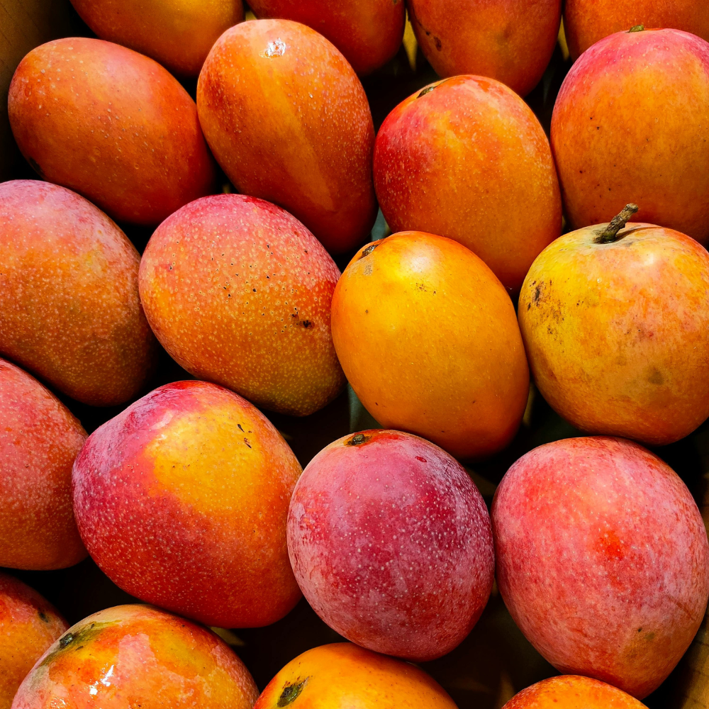 Mango Lal Badshah (لال بادشاہ), Export Quality (Delivery Will Start After "10 July, 2026")