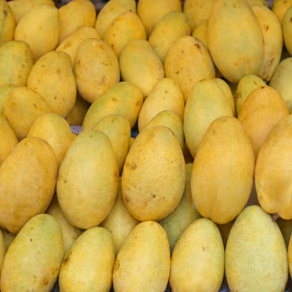 Mango Ratol 12 Number (رٹول 12 نمبر) Export Quality (Delivery Will Start After "10 July, 2026")