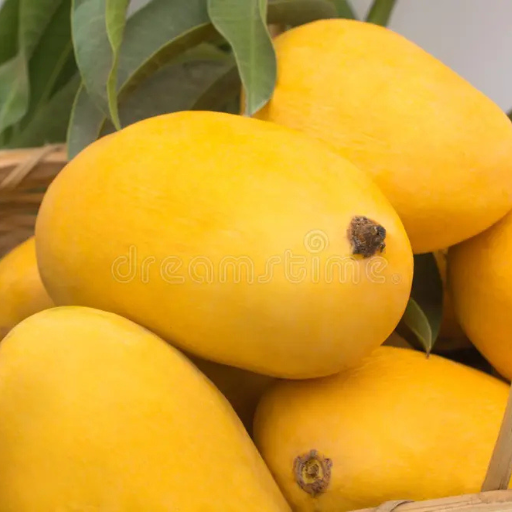 Mango White Chaunsa (سفید چونسا), Export Quality (coming soon) (Delivery Will Start After "25 June, 2026")
