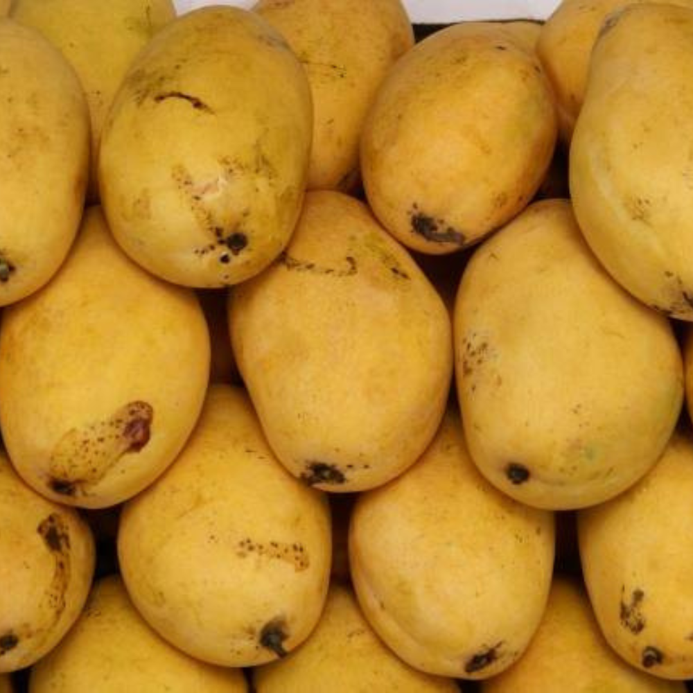 Mango Black Chaunsa (کالا چونسا), Export Quality (Delivery Will Start After "25 June, 2026")
