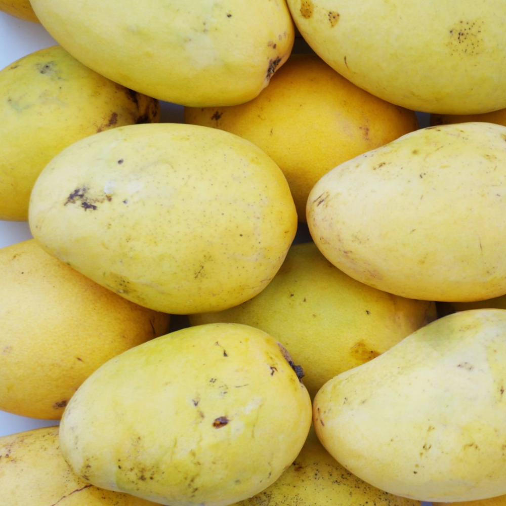 Mango Anwar Ratol (انور رٹول), Export Quality (Delivery Will Start After "15 June, 2026")