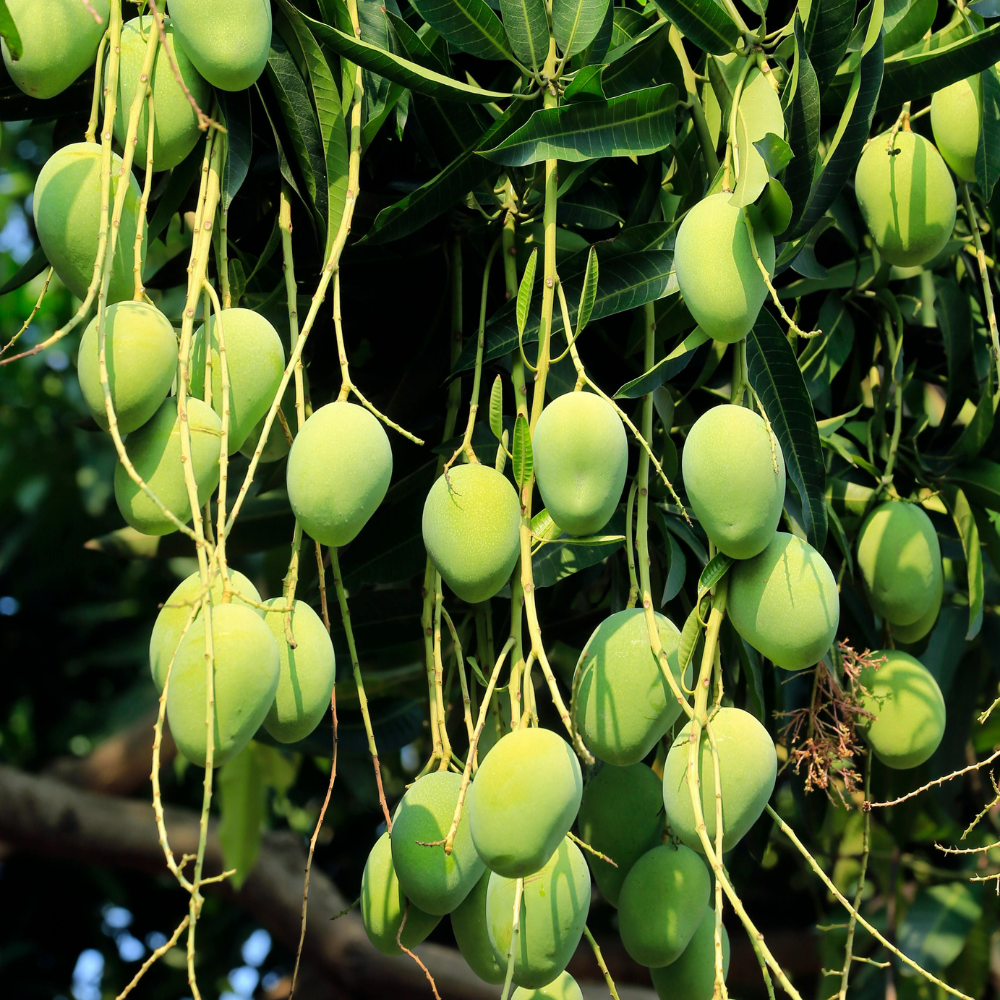 Mango Chaunsa Nawab Puri (چونسا نواب پوری), Export Quality (Delivery Will Start After "5 July, 2026")
