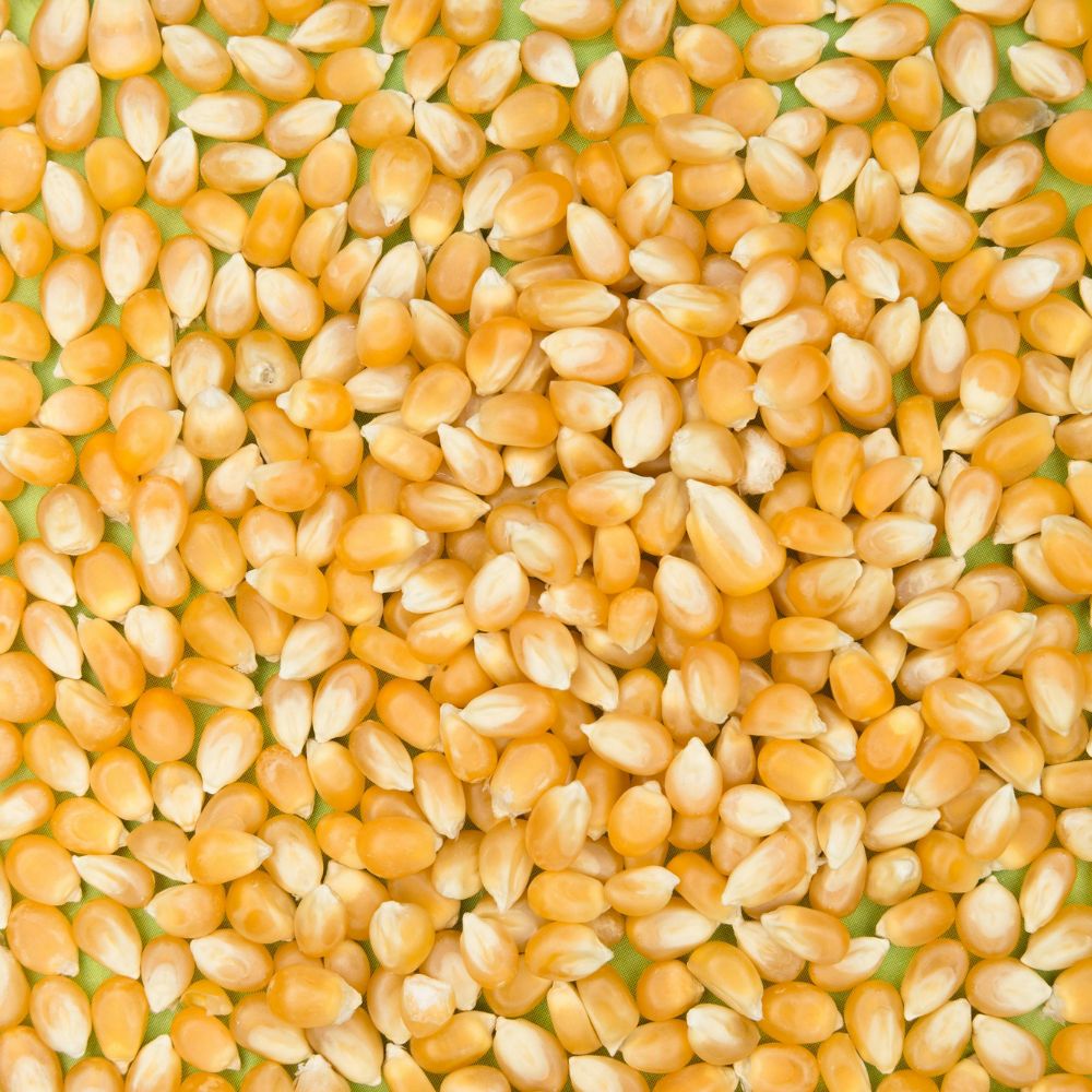 Popcorn Makai Seeds