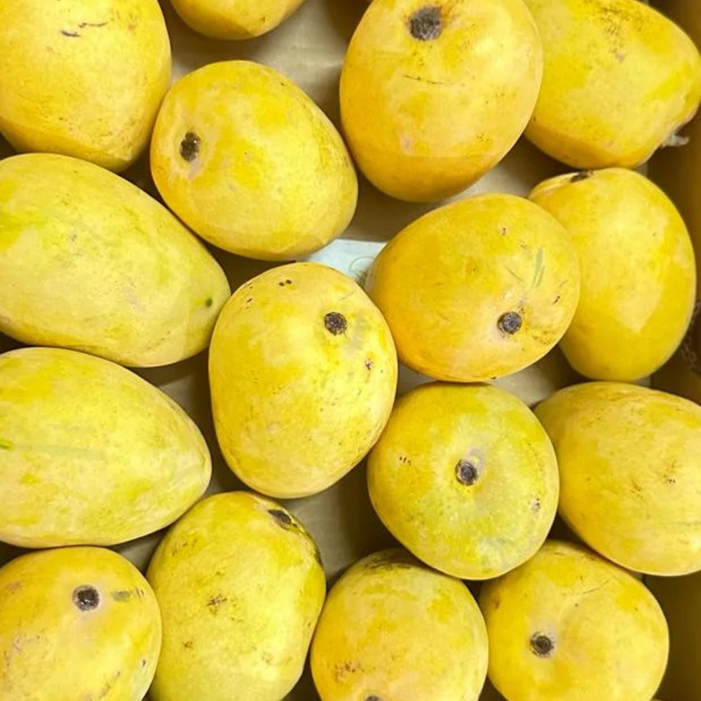 Mango Anwar Ratol (انور رٹول), Export Quality (Delivery Will Start After "15 June, 2026")