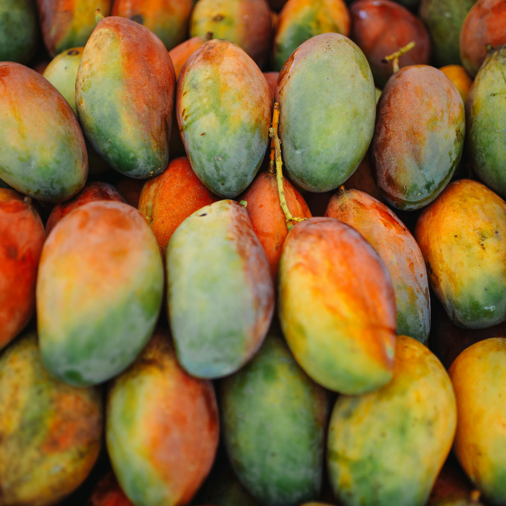 Mango Lal Badshah (لال بادشاہ), Export Quality (Delivery Will Start After "10 July, 2026")