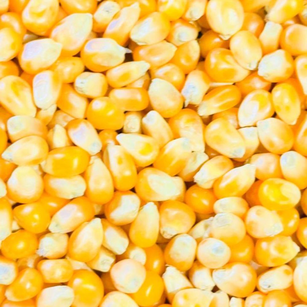Popcorn Makai Seeds