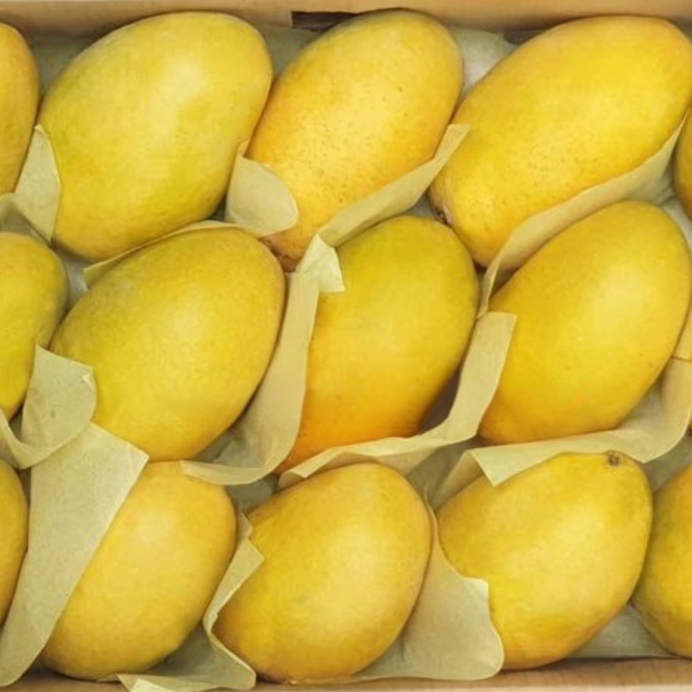 Mango Azeem Rattewala (عظیم رٹے والا), Export Quality (Delivery Will Start After "25 July, 2026")