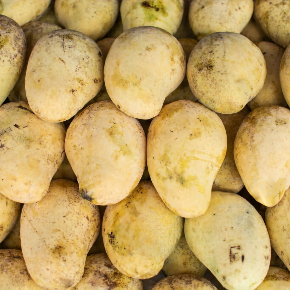 Mango Anwar Ratol (انور رٹول), Export Quality (Delivery Will Start After "15 June, 2026")