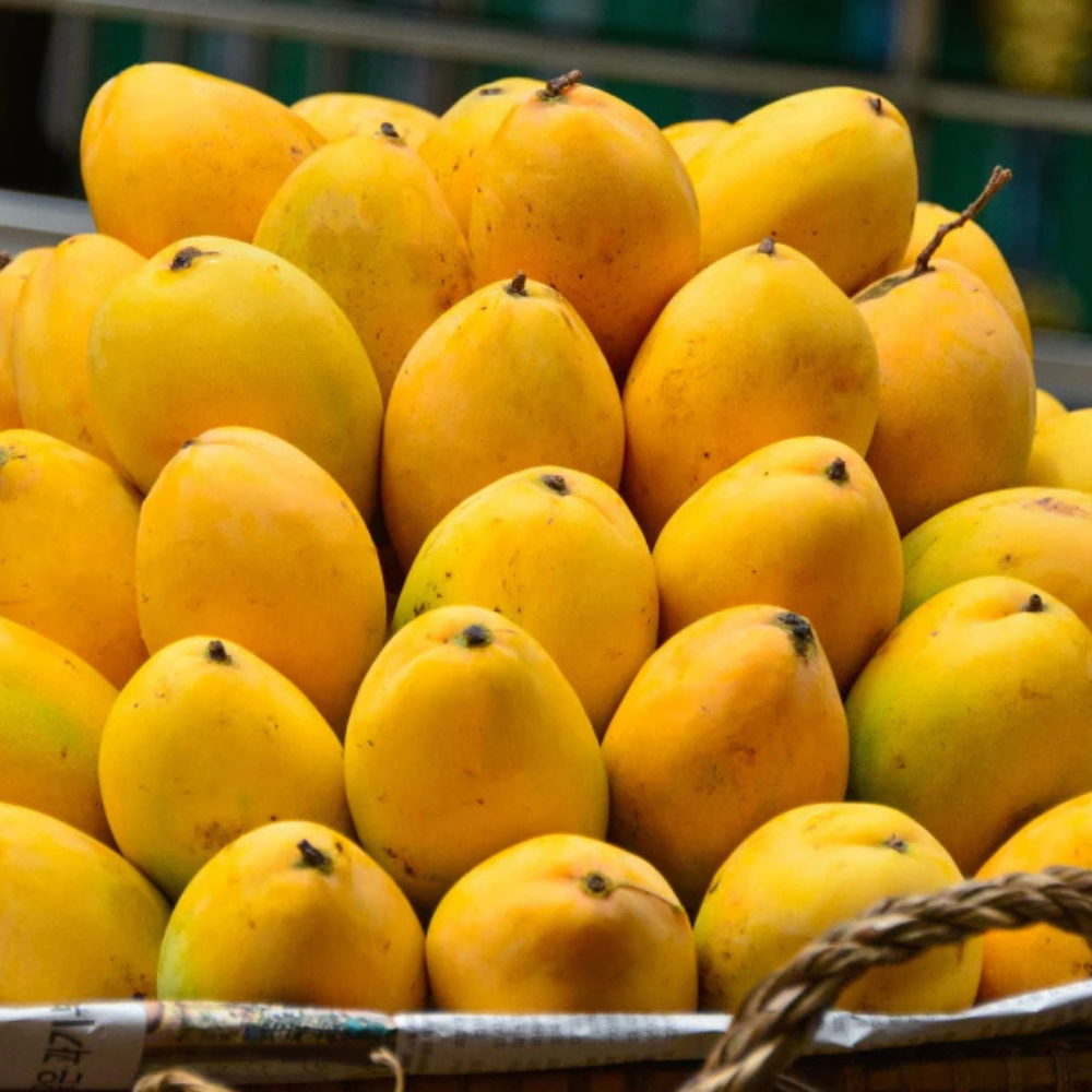 Mango Black Chaunsa (کالا چونسا), Export Quality (Delivery Will Start After "25 June, 2026")