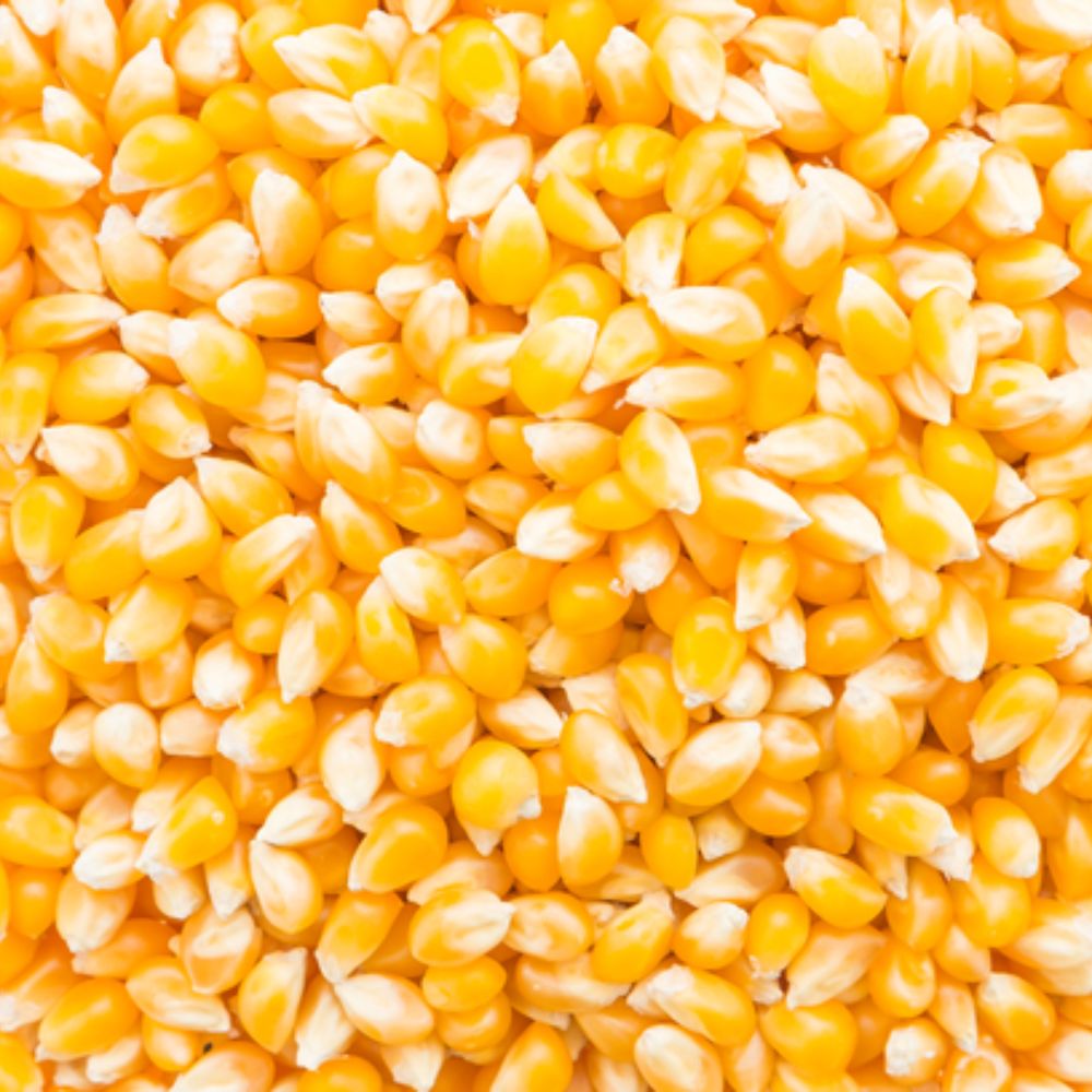 Popcorn Makai Seeds