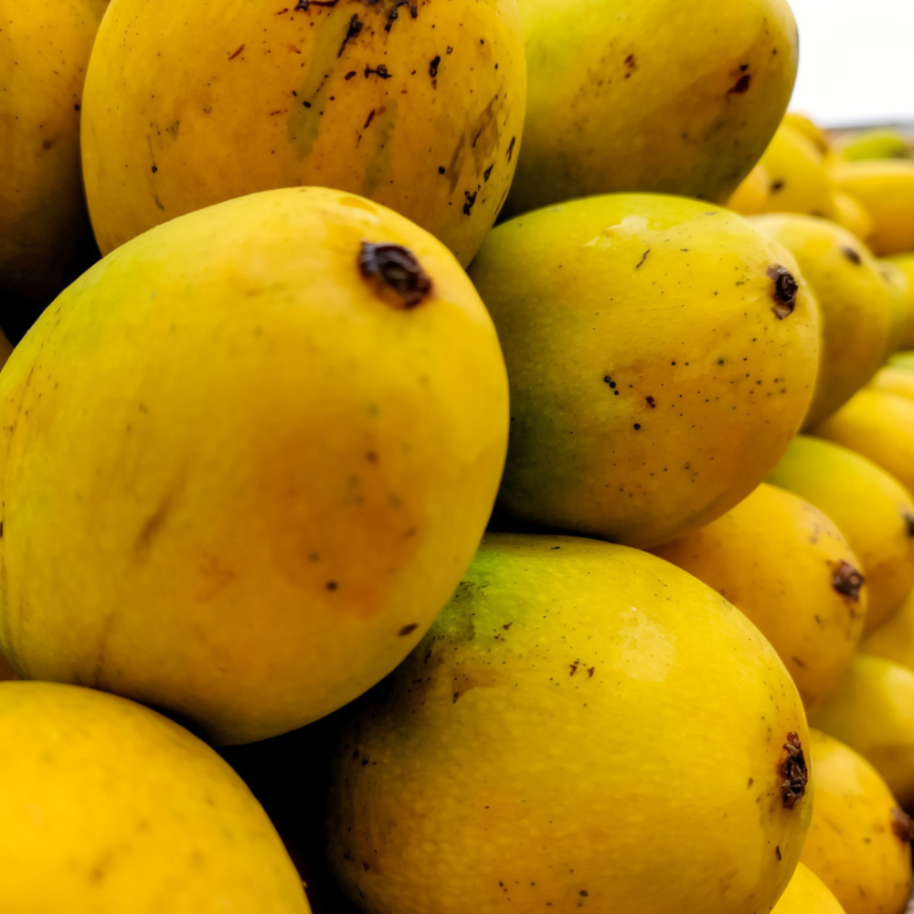 Mango Langra (لنگڑا آم), Export Quality (Delivery Will Start After "15 June, 2026")