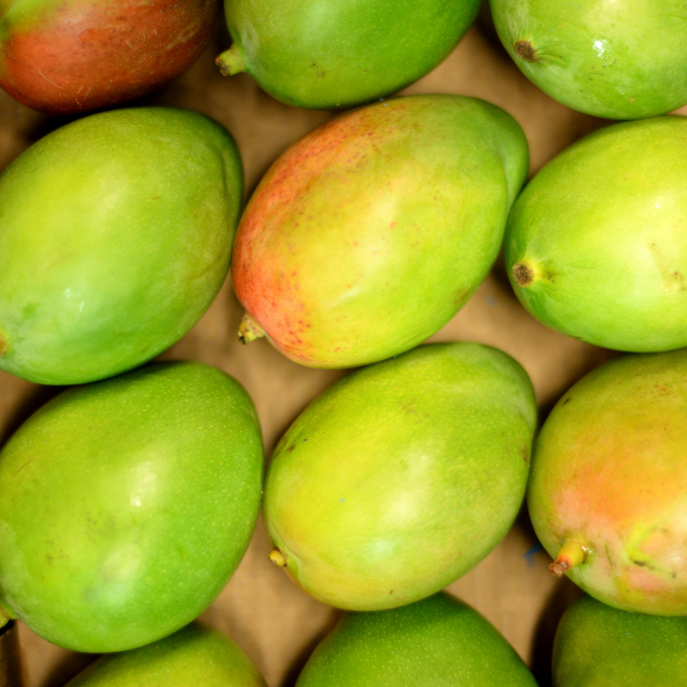 Mango Lal Badshah (لال بادشاہ), Export Quality (Delivery Will Start After "10 July, 2026")